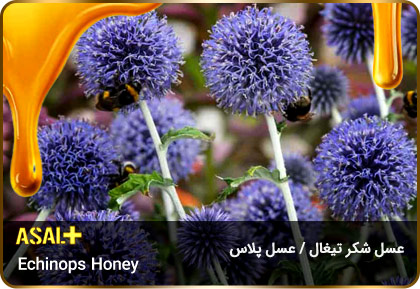 عسل-شکر-تیغال-Echinops-honey-عسل-پلاس_04